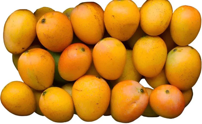 Alphonso Mango Box (Pack of 12)Food BazaarFood Bazaar